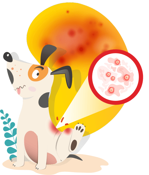 Dermatitis en canino