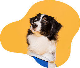 Perro fondo amarillo